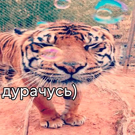 Стикер Тигр 🤔
