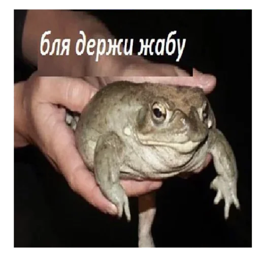 Стікер ebasosinaotsnuwix 🐸