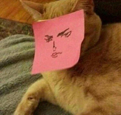Cats memes stiker 😏