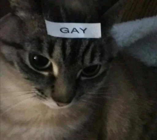 Cats memes sticker 🤗