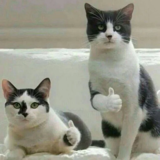 Cats memes sticker 👍