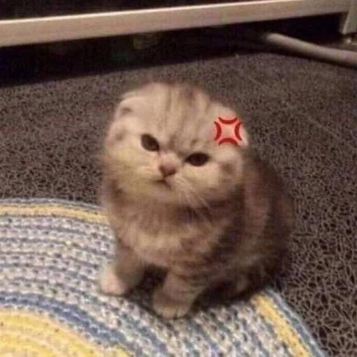 Telegram stiker «Cats memes» 😡