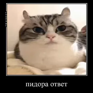 Стікер Ебучий кот 😡