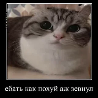 Стікер Ебучий кот 🥱