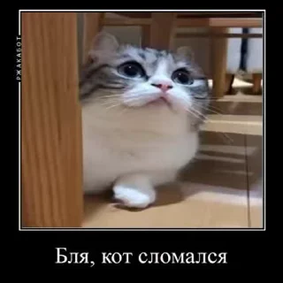 Стікер Ебучий кот 😕