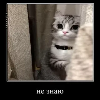 Стікер Ебучий кот ❓