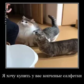Стікер Ебучий кот 💴