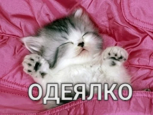 Telegram stiker «Разрывные котята» 🤪