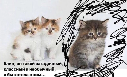 Telegram Sticker «Разрывные котята» 🥺