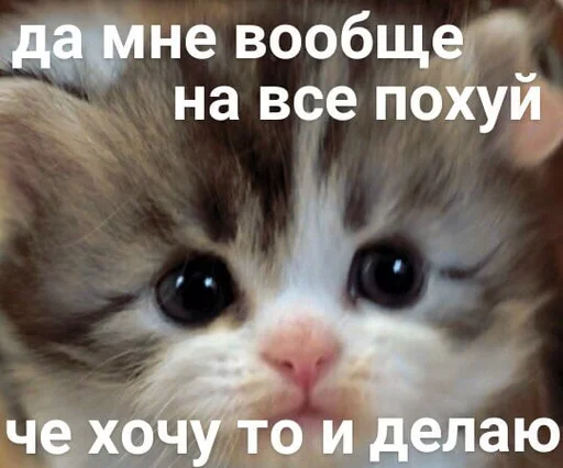Telegram stiker «Разрывные котята» 😘