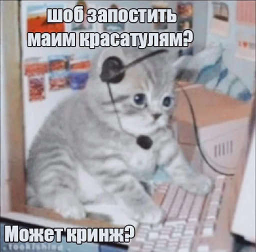Telegram stiker «Разрывные котята» 😎