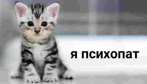 Telegram stiker «Разрывные котята» 😉