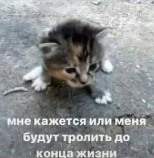 Telegram stiker «Разрывные котята» 👅