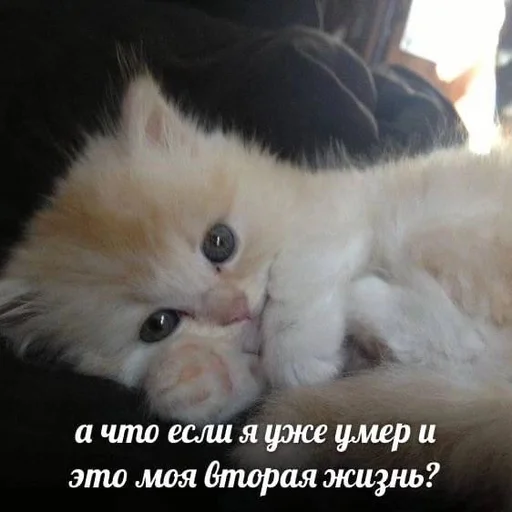 Telegram stiker «Разрывные котята» 👀