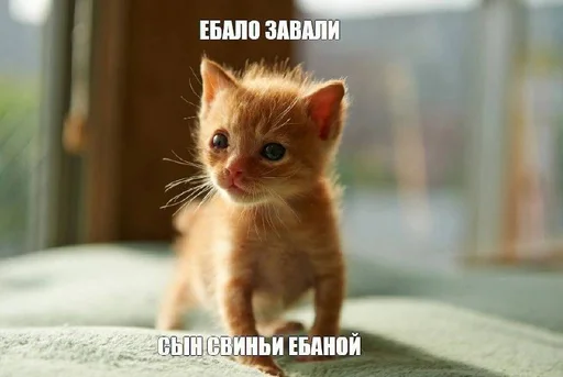 Telegram stiker «Разрывные котята» 😓