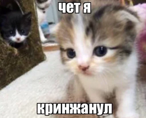 Telegram stiker «Разрывные котята» 🖤
