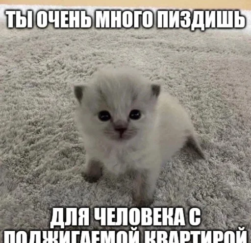 Telegram stiker «Разрывные котята» 🙃