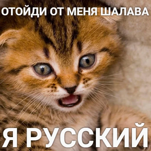 Telegram stiker «Разрывные котята» 🤷‍♂️