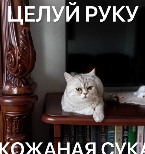 Telegram Sticker «Разрывные котята» 🔥
