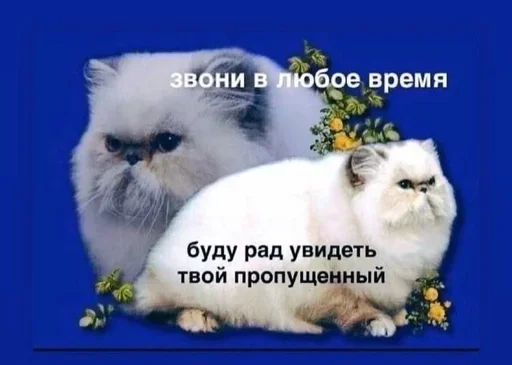 Эмодзи Разрывные котята 💦