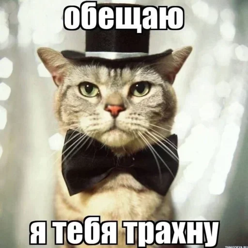 Telegram Sticker «Разрывные котята» 🙏