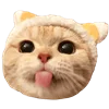 Telegram emoji Fcking Cats