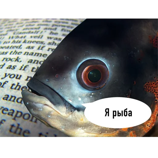 Стікер fish 🐟