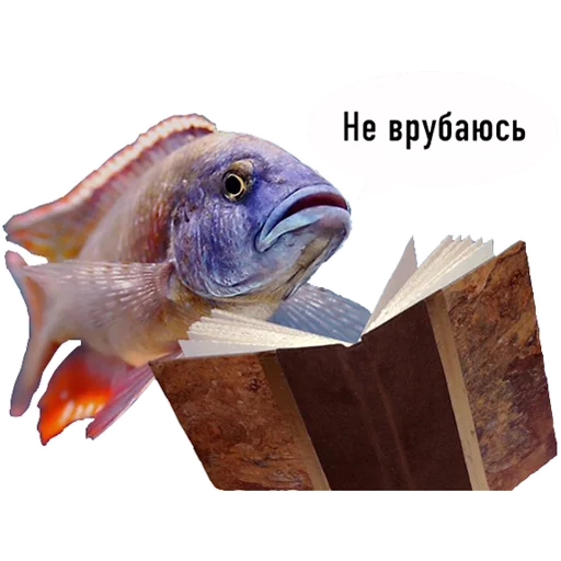 Стікер fish 😕