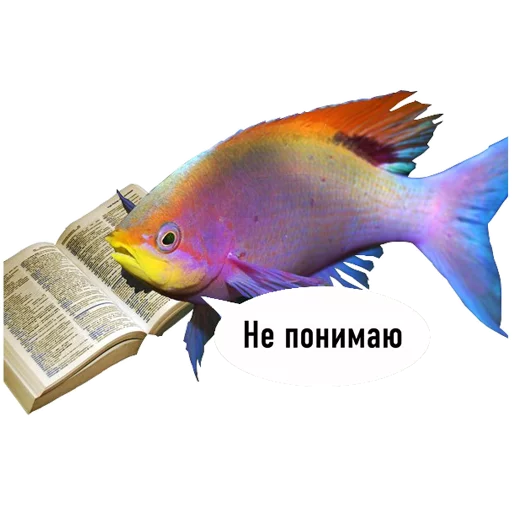 fish stiker 😕