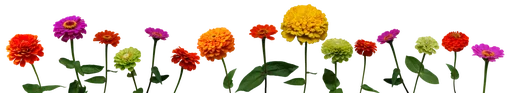 Flores by Helena emoji 🌴