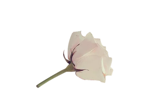 Flores by Helena emoji ☁