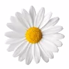 Telegram emoji Flower Emoji Set