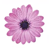 Flower Emoji Set emoji 🌸