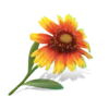Flowers emoji 🍊