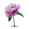 Flowers emoji 🍇