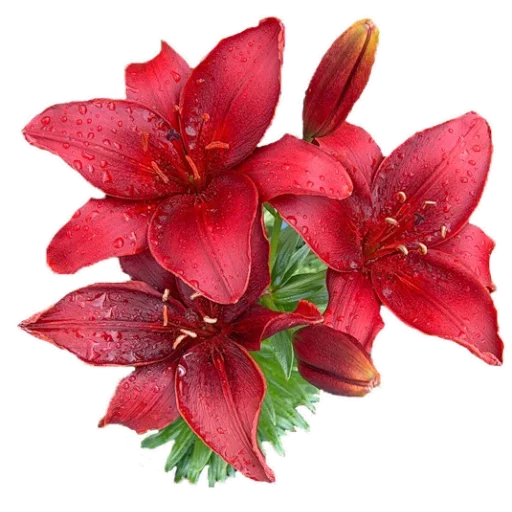 Flowers for Lovely Girl  stiker 👄