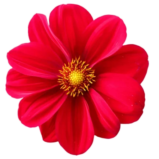 Flowers for Lovely Girl  stiker 🖕