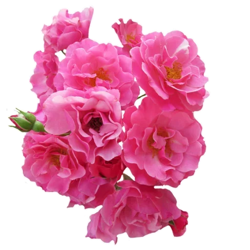 Flowers for Lovely Girl  stiker 👣