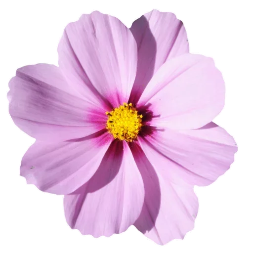 Flowers for Lovely Girl  stiker 🤘