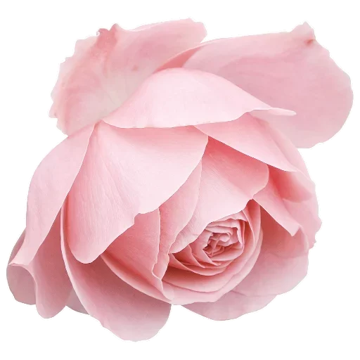 Telegram stiker «Flowers for Lovely Girl» 🤥