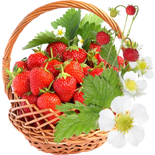 Fruit & Veg Gifts stiker 🍓