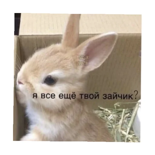 Стікер For every occasion 4 🥺