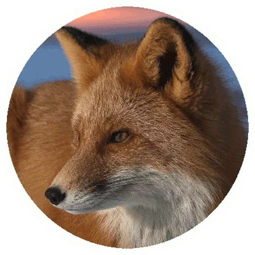 Telegram stikerlari Fox