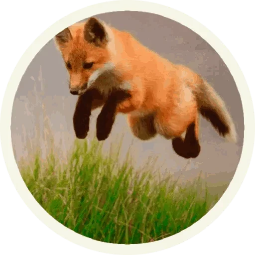 Foxx for Telegram stiker 🥳