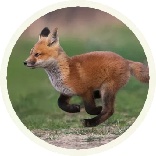 Foxx for Telegram stiker 😚