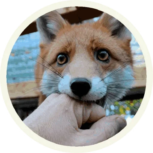 Foxx for Telegram  sticker 🥳