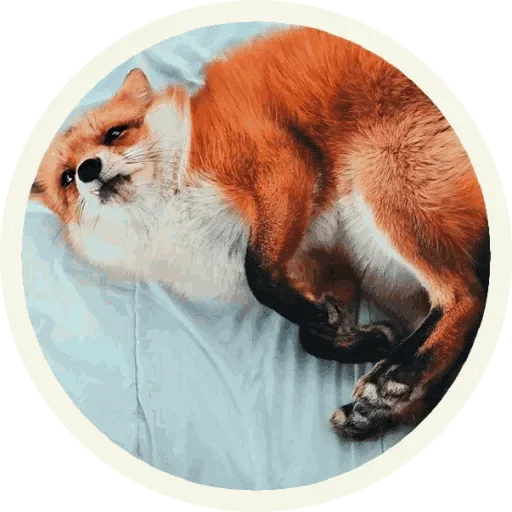 Telegram stiker «Foxx for Telegram » 🤩