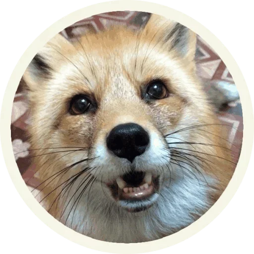 Telegram Sticker «Foxx for Telegram» 🤪
