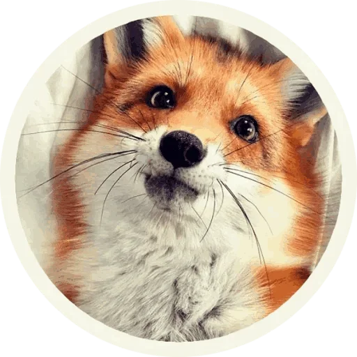 Foxx for Telegram stiker 🤪