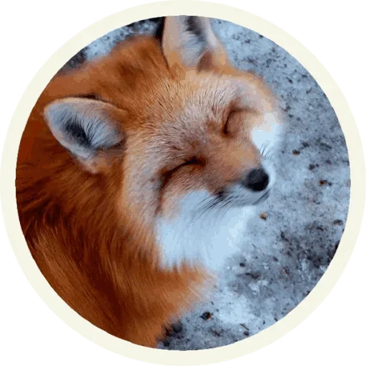 Foxx for Telegram  stiker 🤪